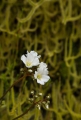 Sundew (Drosera binata)