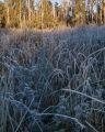 Frosted sedges