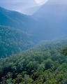 Forest, Govett Gorge