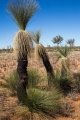Desert grass-trees (Xanthorrhoea thorntonii)