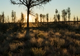 Desert Oaks (Allocasuarina decaisneana), sunrise