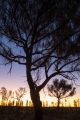 Desert Oaks (Allocasuarina decaisneana) at dawn