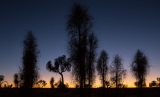 Desert Oaks (Allocasuarina decaisneana), dawn