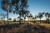 Desert Oaks (Allocasuarina decaisneana)