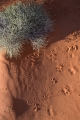 Tracks of sand-livers