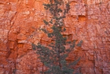 Cypress pine and gorge wall