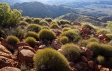 Spinifex, Chewings Range