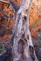River Red Gum in gorge