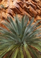 MacDonnell Ranges Cycad