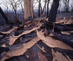 Burnt Angophora
