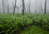 Misty forest, Boyd Plateau