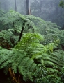 Tree ferns, Jamison Valley
