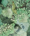 Lichens and Blue Gum leaf