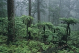 Wet sclerophyll forest