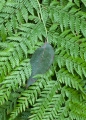 Blue Gum leaf and fern