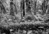 Fiordland rainforest