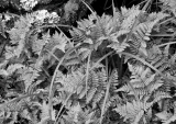 Ferns and sedges, Fiordland