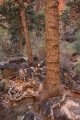 Pine trunks in gorge light
