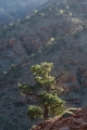 Backlit pines