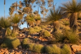Grasstrees and spinifex