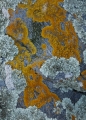Lichens and schist, West Coast