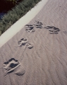 Wallaby tracks, Endeavour Bay, West Coast