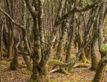 Pomaderris forest