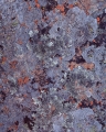 Rock lichens, Gardens of Stone