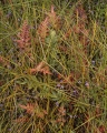 Ferns and violets