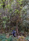 Rainforest climb