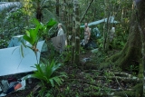 Rainforest camp