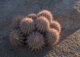 Barrel Cactus, Alabama Hills