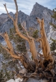 Weather-beaten Foxtail Pine below Kearsarge Pass