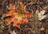 Bigleaf Maple leaves, Yosemite Valley