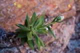 Thomson's Daisy (Helichrysum thomsonii)