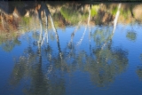 Reflections, Ellery Creek