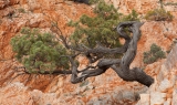 Twisted Cypress Pine