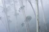 Blue Mountains Ash in mist