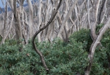 Snow Gums resprouting after fire, Alpine National Park