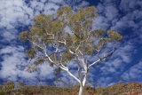 Ghost Gum and sky