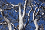 Scribbly Gum branches