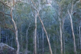 Forest Red Gums, Wolgan Valley, dusk