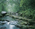 A rainforest creek