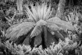 Tree fern surrounded, South East Forests
