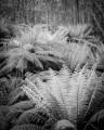 Tree ferns and wattles