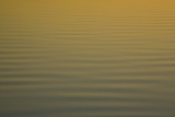 Ripples at sunset, Myall Lakes National Park