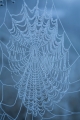 Spiderweb and frost