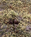 Flowering Possumwood