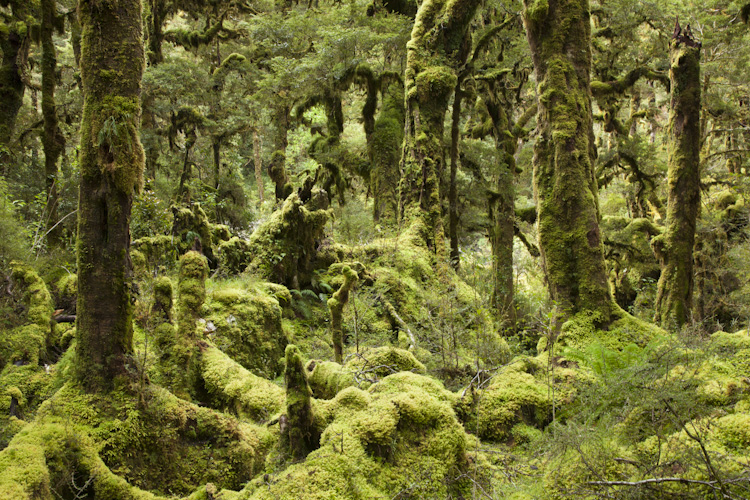 Beech forest, Spey River, Fiordland National Park, New Zealand
