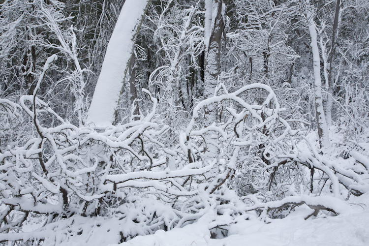 Fresh snow, Kosciuszko National Park